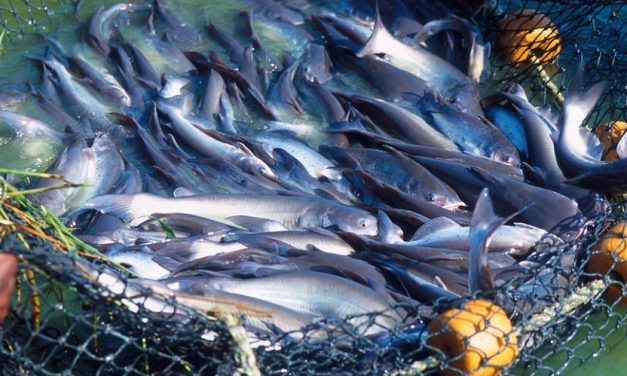 Budidaya Ikan Patin Yang Bisa Anda Jadikan Bisnis
