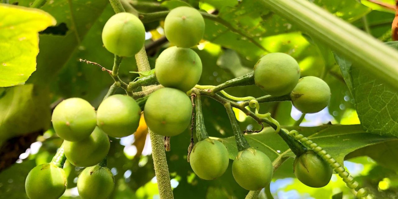 Buah Rimbang Dan Segala Manfaatnya Bagi Kesehatan Tubuh