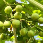 Buah Rimbang Dan Segala Manfaatnya Bagi Kesehatan Tubuh