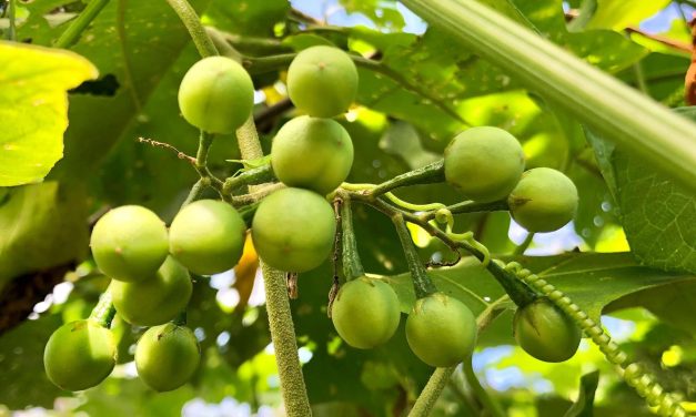 Buah Rimbang Dan Segala Manfaatnya Bagi Kesehatan Tubuh