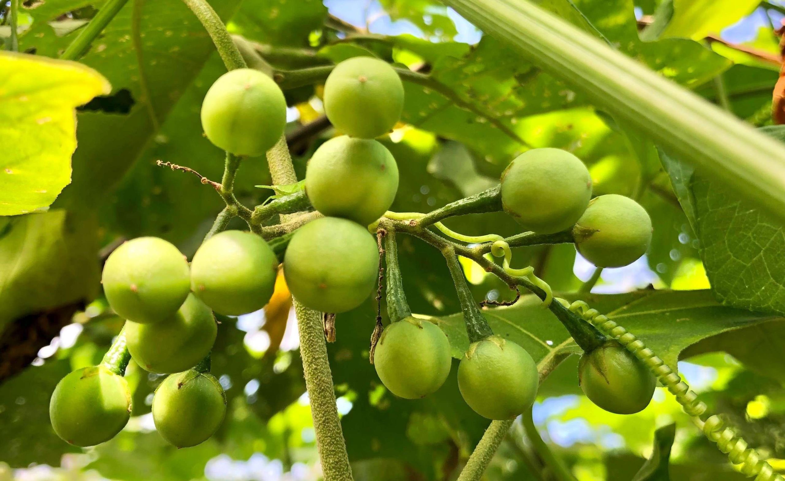 Buah Rimbang