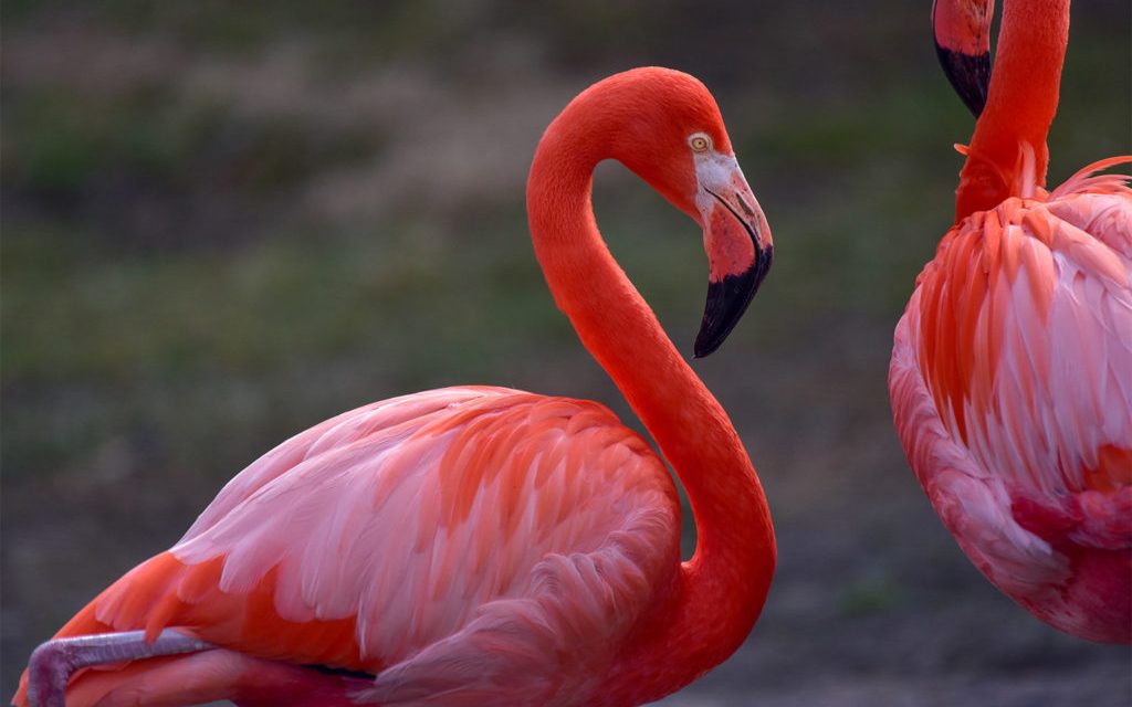 Flamingo Hewan Unik Di Dunia Dengan Warna Yang Cerah