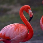 Flamingo Hewan Unik Di Dunia Dengan Warna Yang Cerah