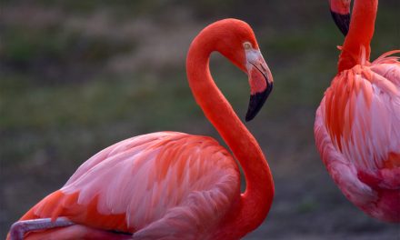 Flamingo Hewan Unik Di Dunia Dengan Warna Yang Cerah