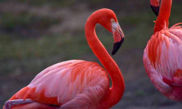 Flamingo Hewan Unik Di Dunia Dengan Warna Yang Cerah