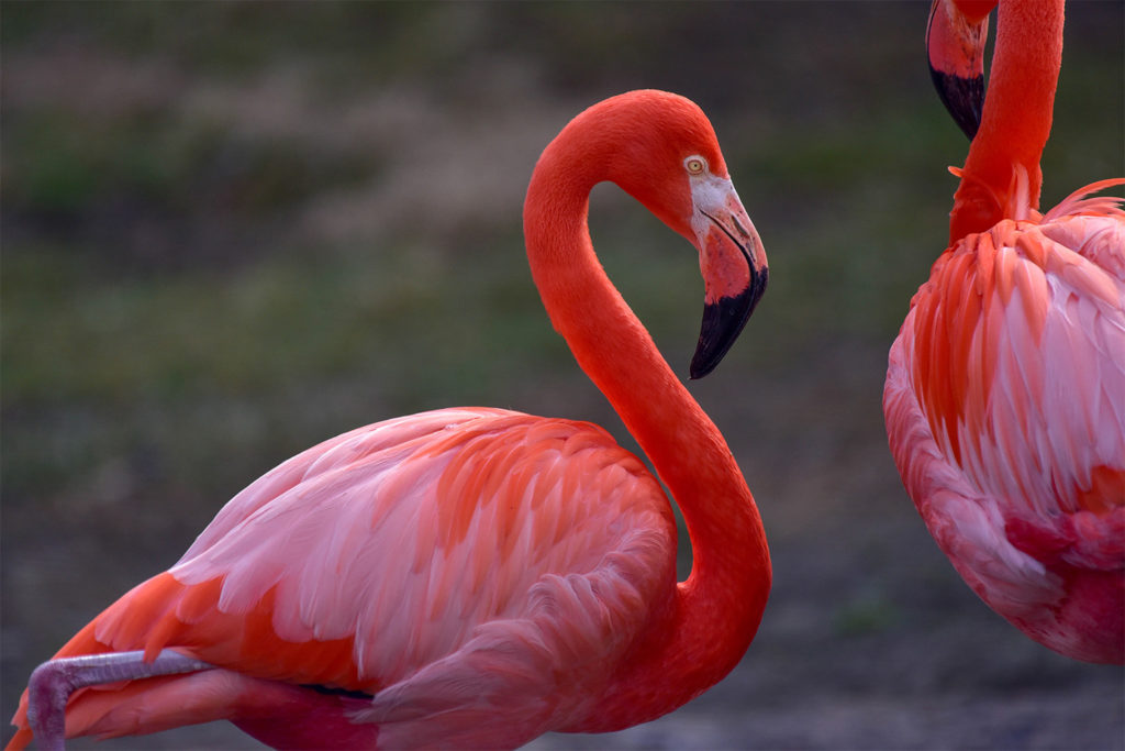 Flamingo