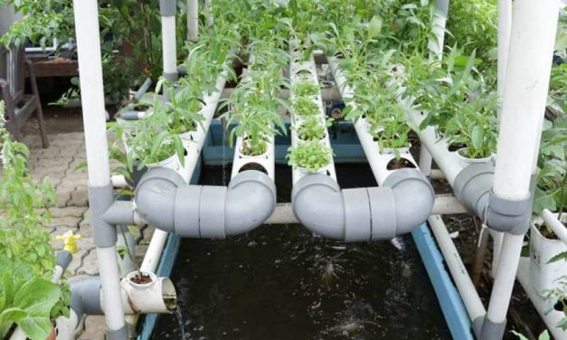 Akuaponik, Begini Cara Kerja, Manfaat dan Cara Memulainya