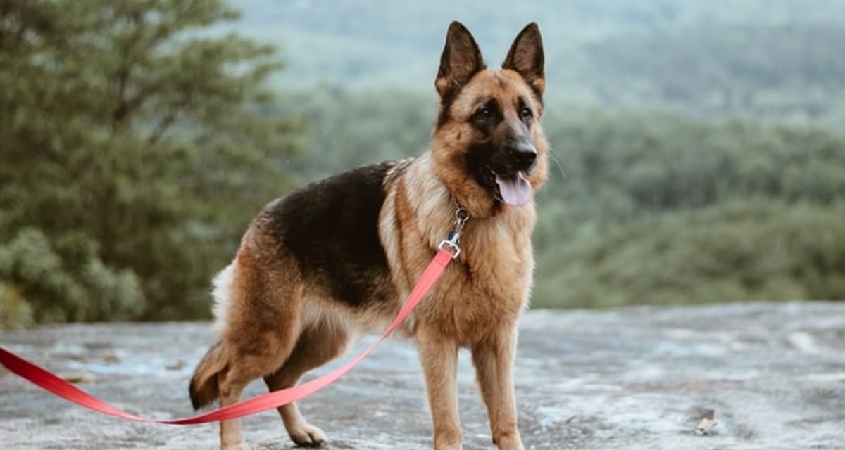 Anjing Pelacak Memiliki Indera Penciuman Yang Sangat Tajam