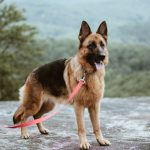 Anjing Pelacak Memiliki Indera Penciuman Yang Sangat Tajam