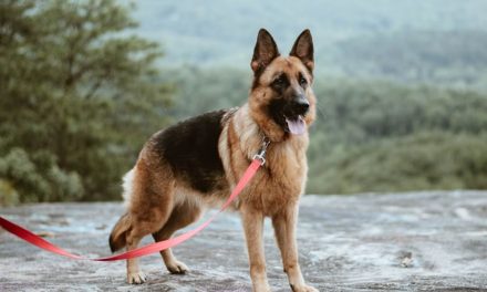 Anjing Pelacak Memiliki Indera Penciuman Yang Sangat Tajam