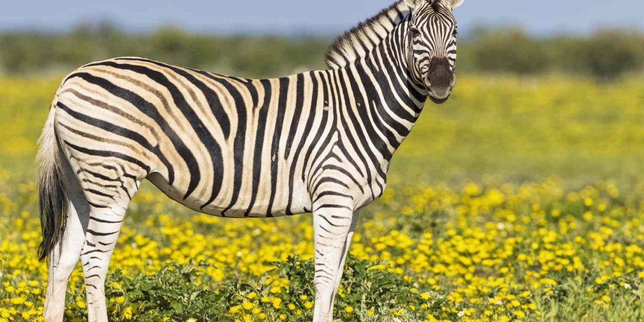 Keunikan Zebra Hewan Liar Yang Sangat Menarik Dan Ikonik