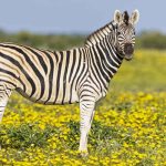 Keunikan Zebra Hewan Liar Yang Sangat Menarik Dan Ikonik