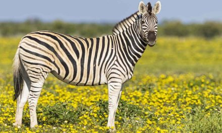 Keunikan Zebra Hewan Liar Yang Sangat Menarik Dan Ikonik