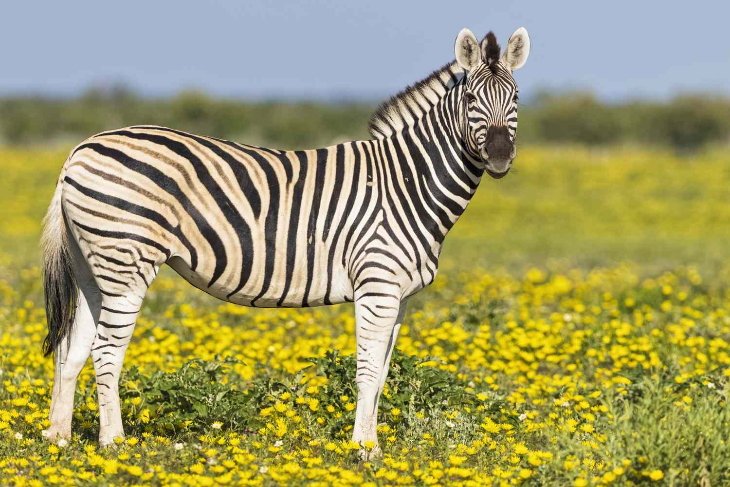 Keunikan Zebra