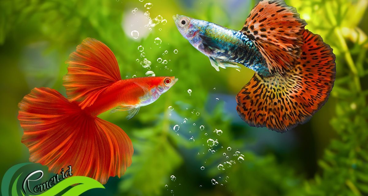 Ikan Guppy Masih Tetap Menjanjikan Di Pasar Ikan Hias