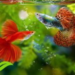 Ikan Guppy Masih Tetap Menjanjikan Di Pasar Ikan Hias