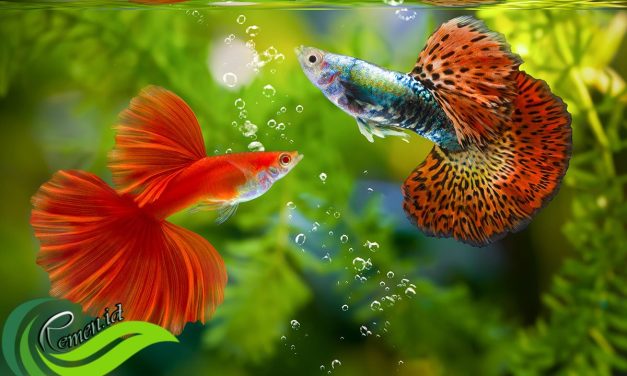 Ikan Guppy Masih Tetap Menjanjikan Di Pasar Ikan Hias
