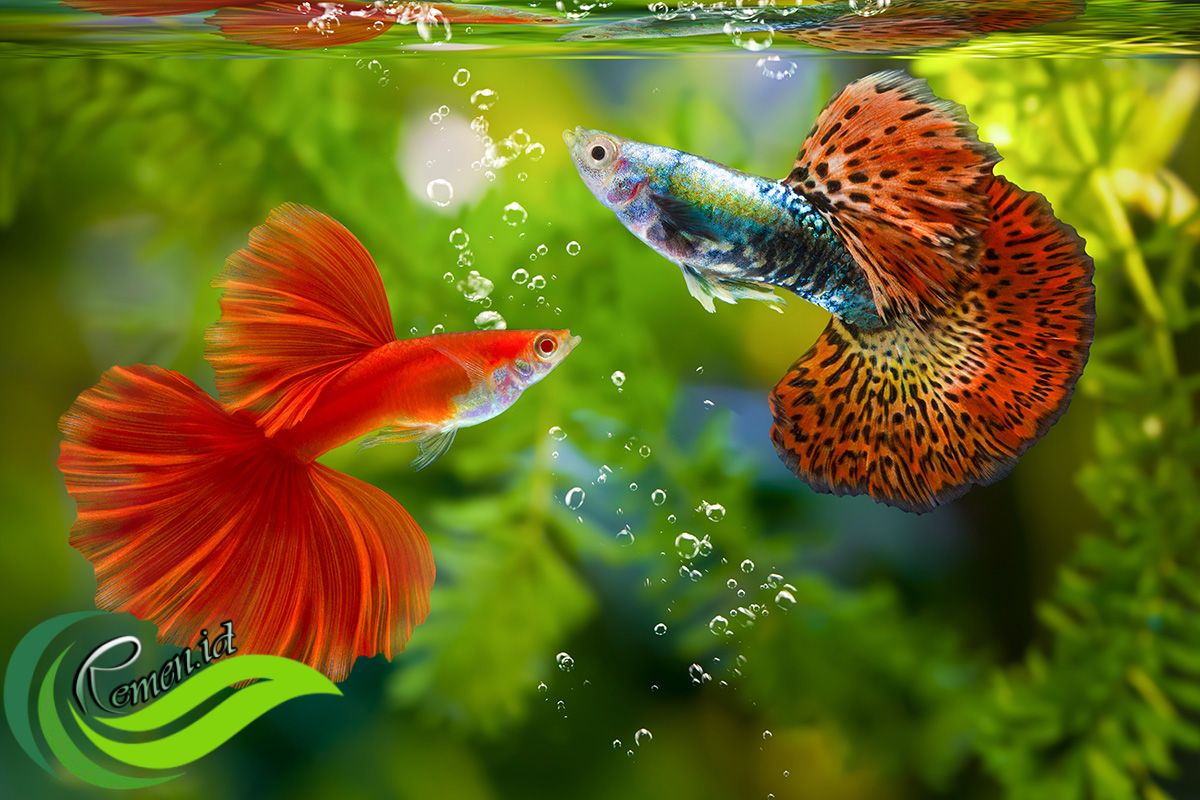 Ikan Guppy
