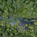 Peran Penting Hutan Tropis Semua Harus Tau Ini!