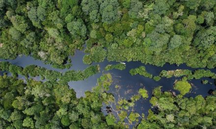 Peran Penting Hutan Tropis Semua Harus Tau Ini!