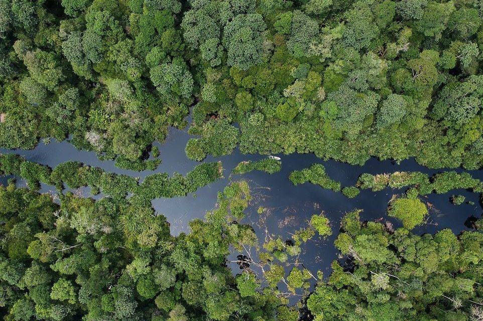 Peran Penting Hutan Tropis Semua Harus Tau Ini!
