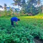 Tanaman Nilam, Rempah Yang Memiliki Nilai Ekonomi Tinggi
