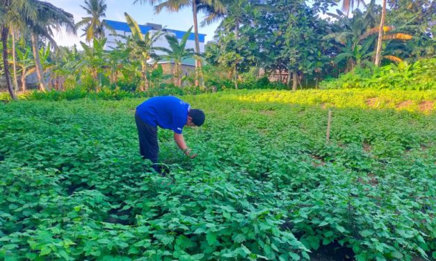 Tanaman Nilam, Rempah Yang Memiliki Nilai Ekonomi Tinggi